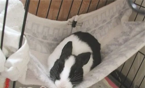 宠物兔发情期的保养要点