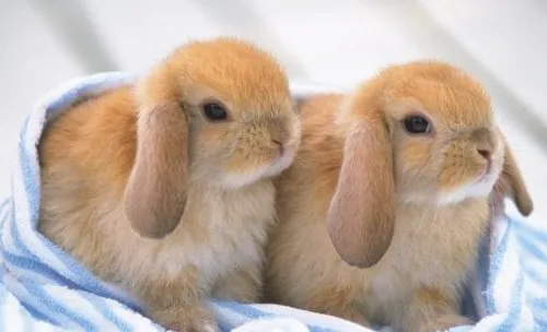 兔密螺旋体病的症状有哪些