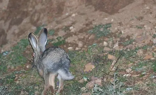 缺乏钙和磷会对宠物兔造成什么影响