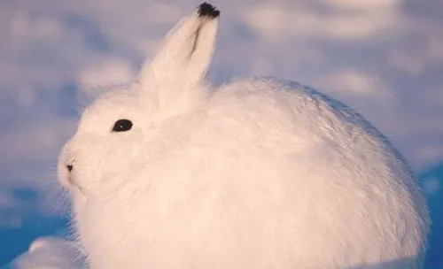 宠物兔感冒的症状