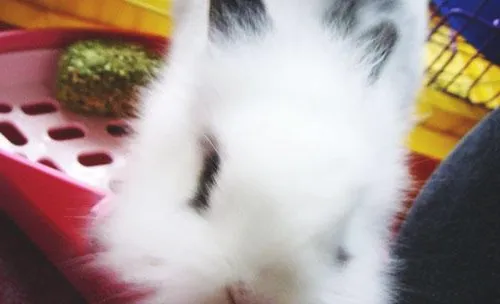 宠物兔寄生虫病之球虫病
