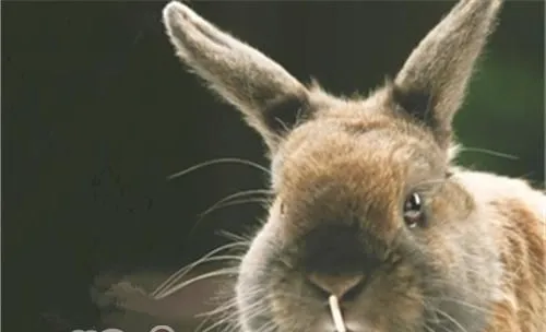 警惕宠物兔牙齿疾病