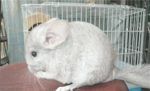 龙猫患了食毛症怎么办