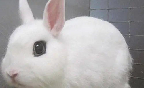 宠物兔便秘有哪些症状
