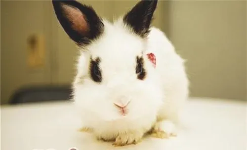 宠物兔到底要不要打疫苗？