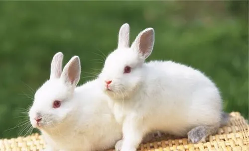 宠物兔食毛症的预防措施