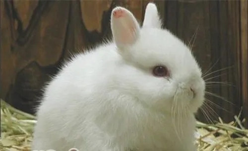 宠物兔非病原性腹泻的病因及治疗建议