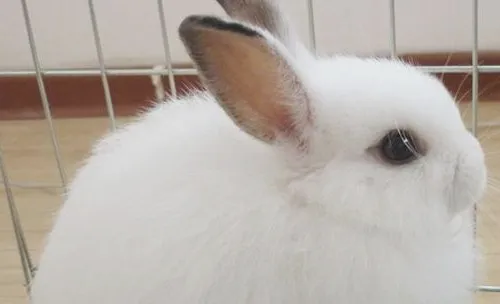 宠物兔流泪的治疗方法