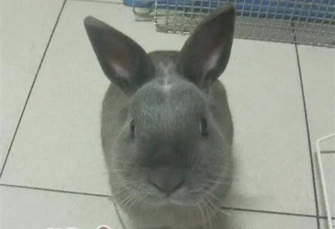 家兔肠道疾病的治疗方法