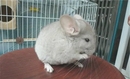 如何预防龙猫患食毛症