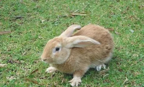 兔葡萄球菌病的症状有哪些