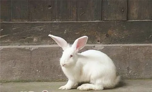 家兔配种需要注意哪些问题？
