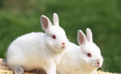 兔热病的鉴别方法及影响