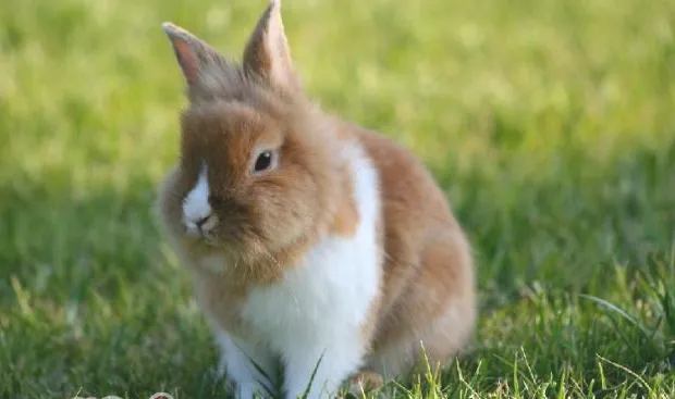 养兔兔挑选宠物医生很重要