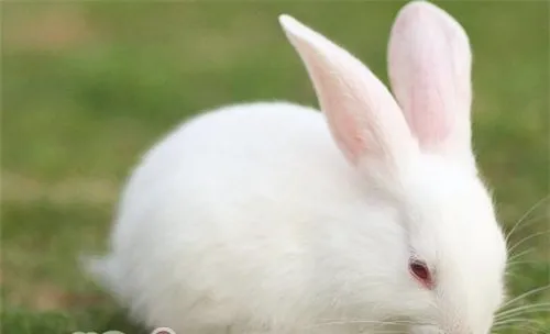 导致宠物兔免疫失败的原因分析