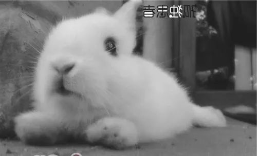 慢性及重症宠物兔的照顾方法