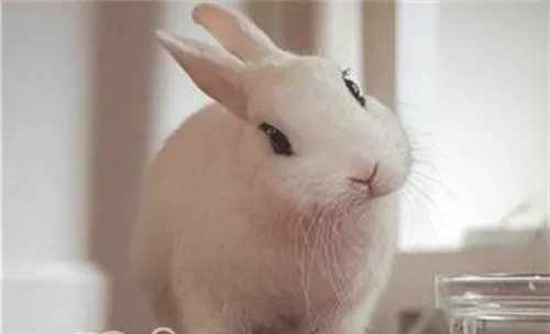 宠物兔最应注意的四大疾病