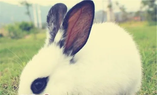 家兔常见的畸形有哪几种？
