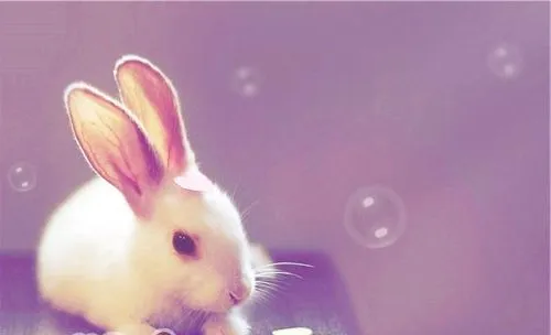 导致宠物兔腹泻的原因