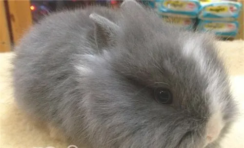 宠物兔皮肤真菌病的防治