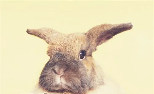 宠物兔疾病的常用疗法
