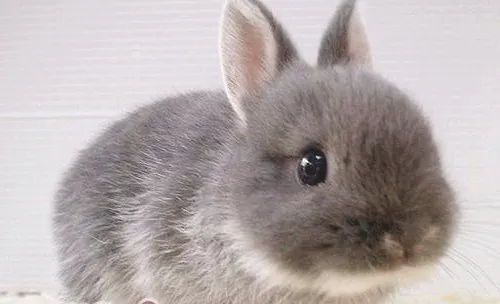 主人须知的宠物兔疾病及预防