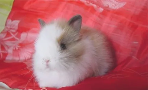 宠物兔几种常见病的特殊疗法