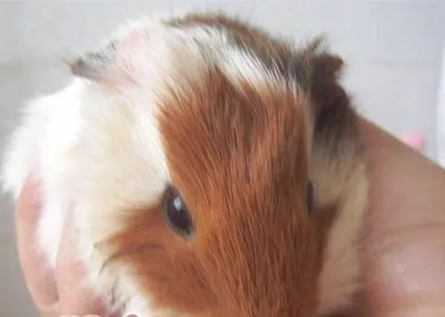 宠物鼠需要注射狂犬病疫苗吗