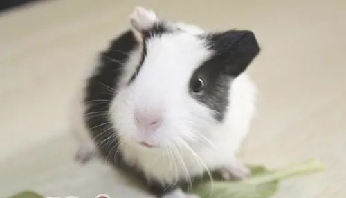荷兰猪的球虫病该如何预防