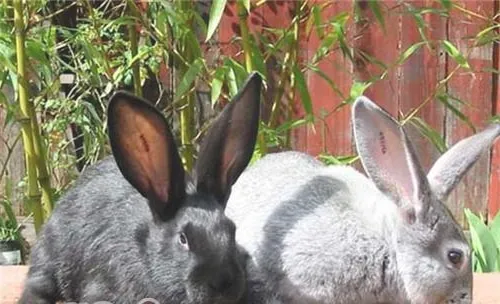 如何用一些常见的蔬菜预防宠物兔疾病