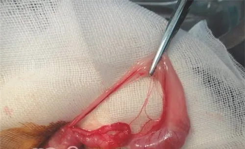 宠物兔结扎的最佳年龄