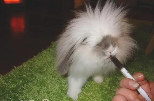 教你喂兔兔吃药的三个小窍门