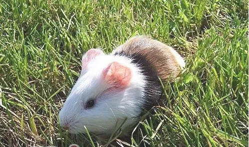 荷兰猪难产后该如何照顾