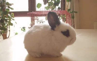 兔兔为什么会互咬