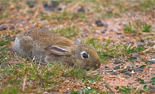 绝育宠物兔术前、术后的照顾要点