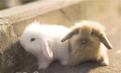 哪几种疫苗比较适合家养宠物兔