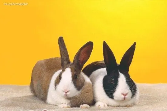 五种情况下兔兔不宜繁殖