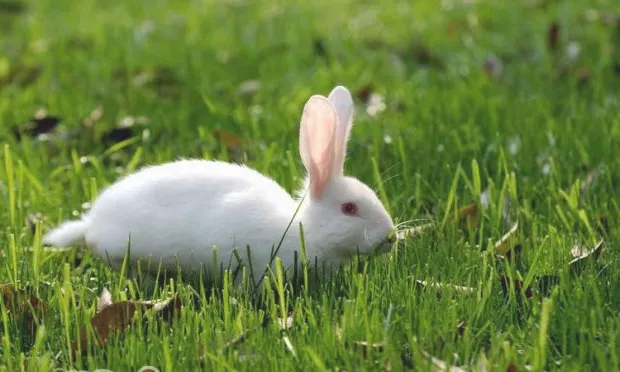 兔兔的上臼齿倒长