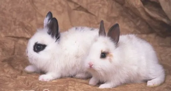 人与宠物兔常见的共患病