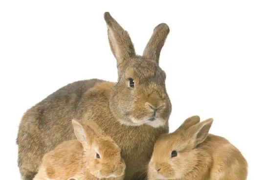 春天兔子繁殖的注意事项