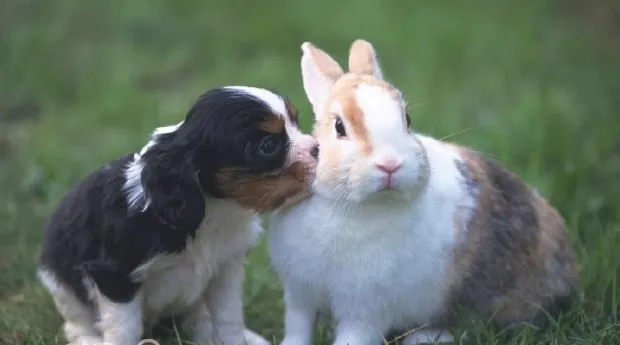 宠物兔用的疫苗介绍