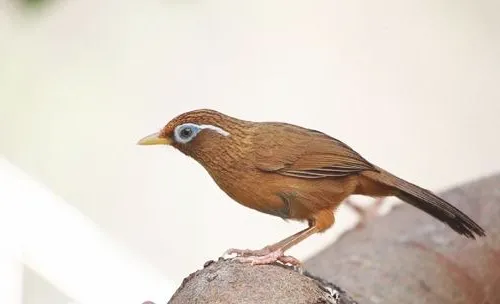 画眉鸟不肯洗澡问题解析