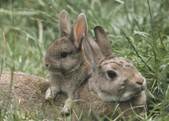 兔子配种时要小心这些疾病