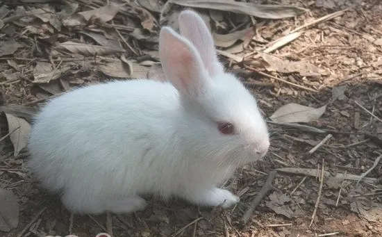 兔兔脱毛癣的诊断以及防治