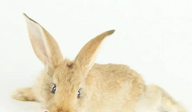 兔兔的假孕知识