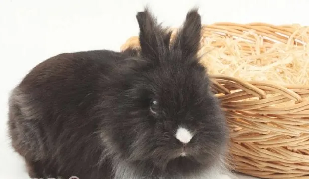 防止宠物兔的异食症