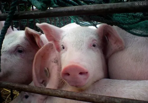 今年能否吃到便宜猪肉 能回到10元时代吗？