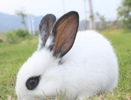 兔兔皮肤疾病的认识和治疗
