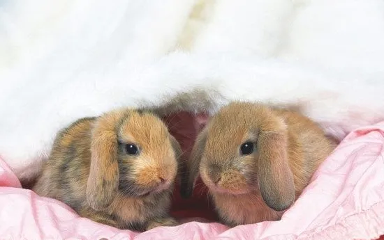 兔兔冬季易患哪些疾病