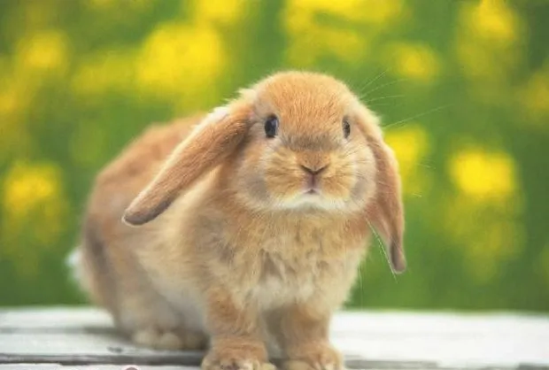 兔兔眼睛是红色的是生病吗